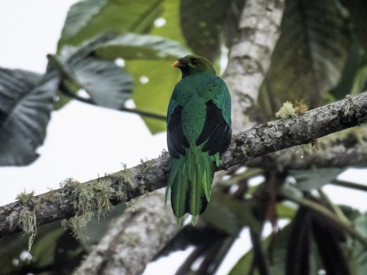 Golden-headed Quetzal - ML641561654