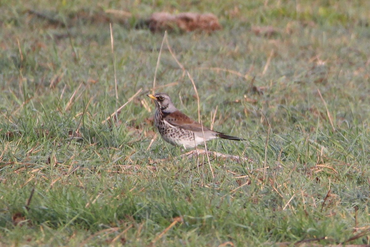 Fieldfare - ML641561659