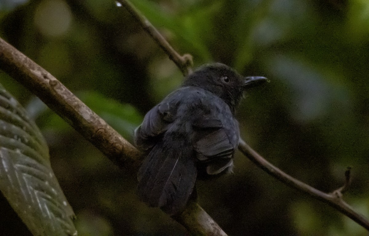 Uniform Antshrike - ML641561661