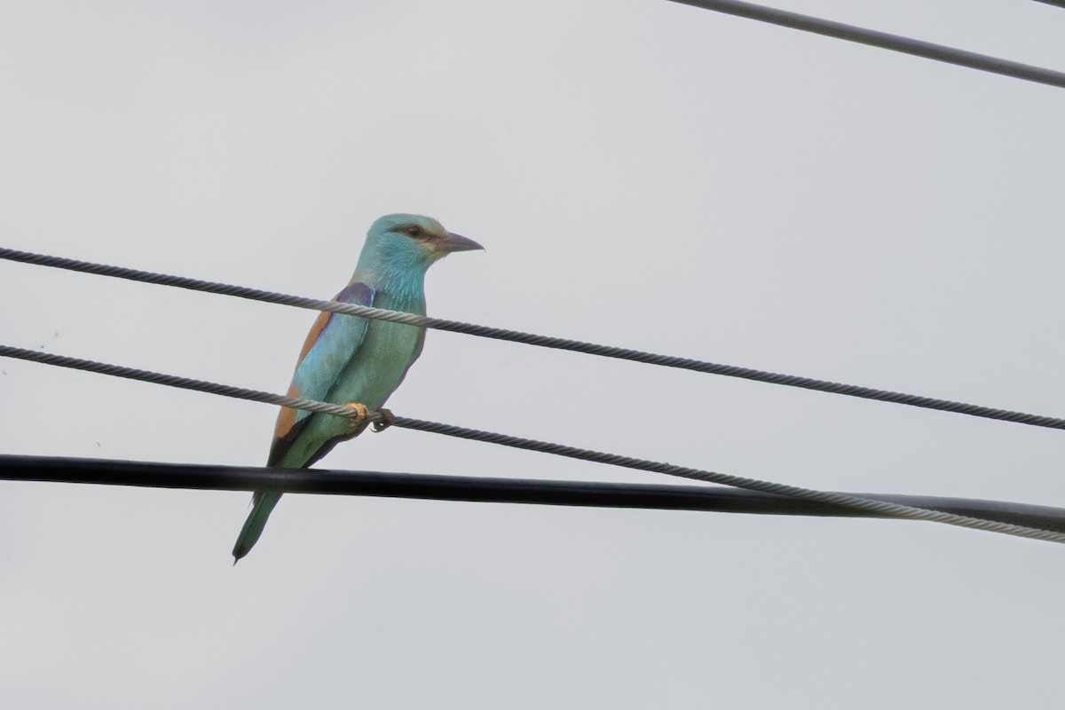 European Roller - ML641561730