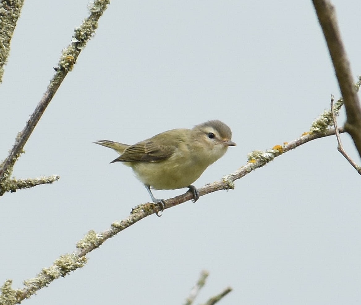 Warbling Vireo - ML641561741
