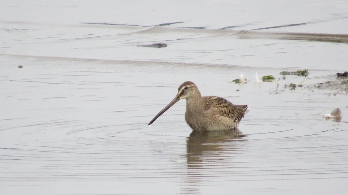Long-billed Dowitcher - ML641561745
