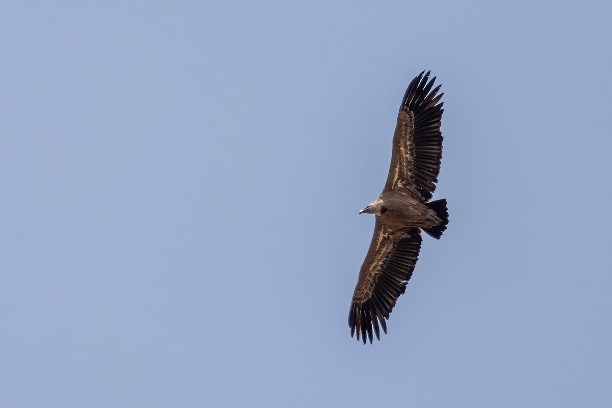 Eurasian Griffon - ML641561762