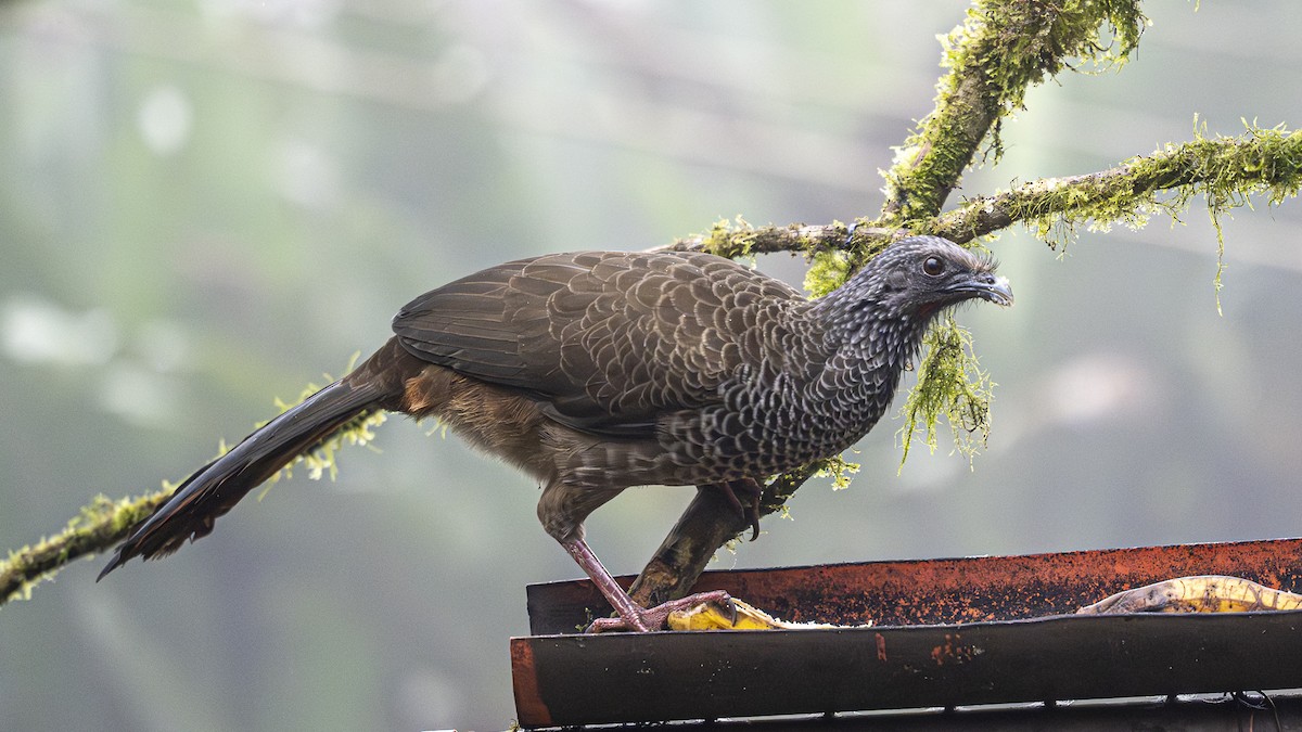 Andean Guan - ML641561777