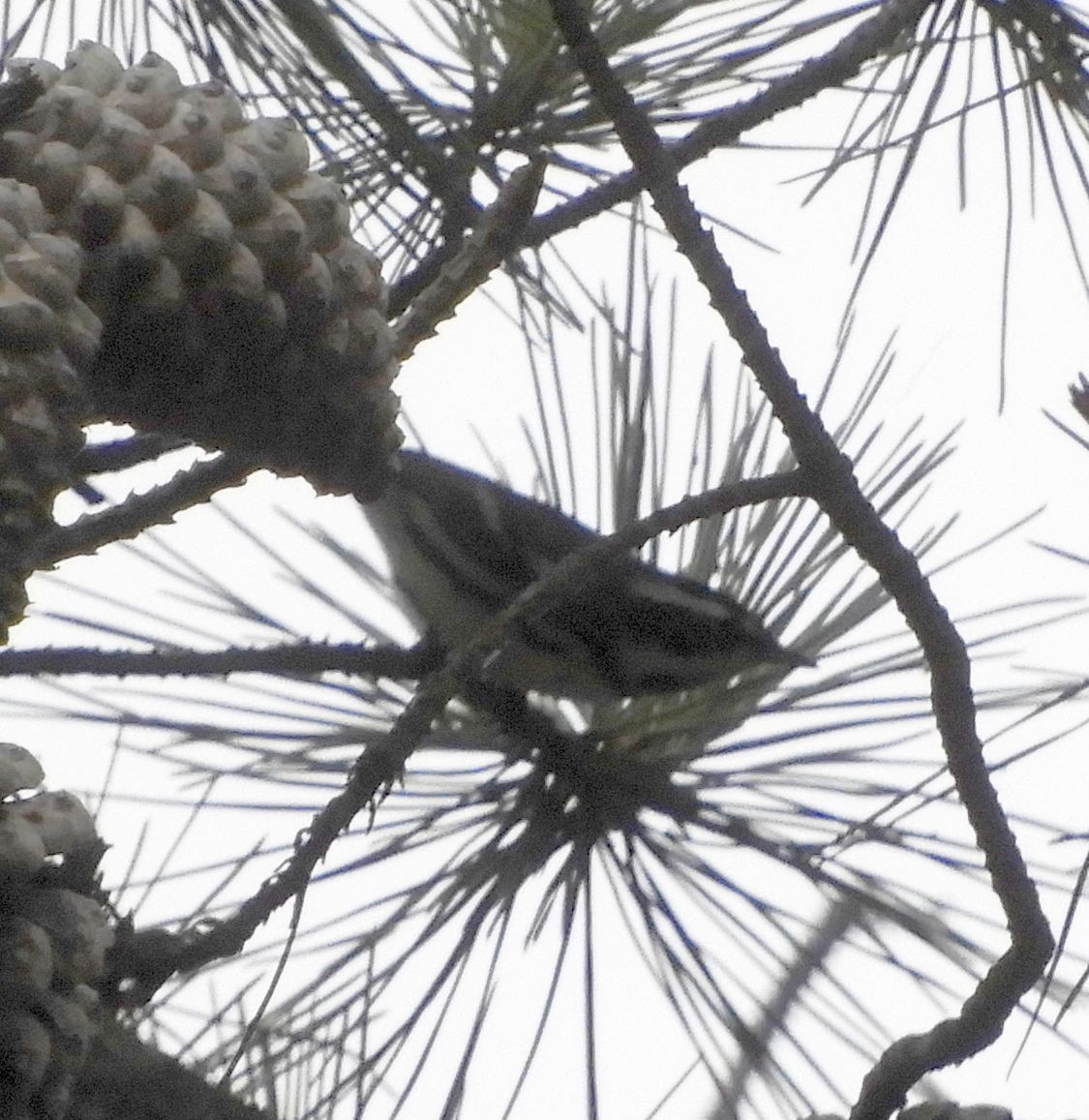 Black-throated Gray Warbler - ML641561783