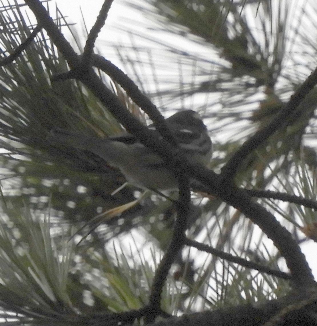 Black-throated Gray Warbler - ML641561784