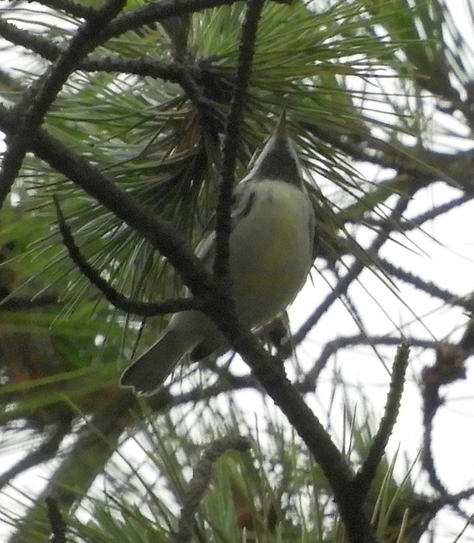 Black-throated Gray Warbler - ML641561785