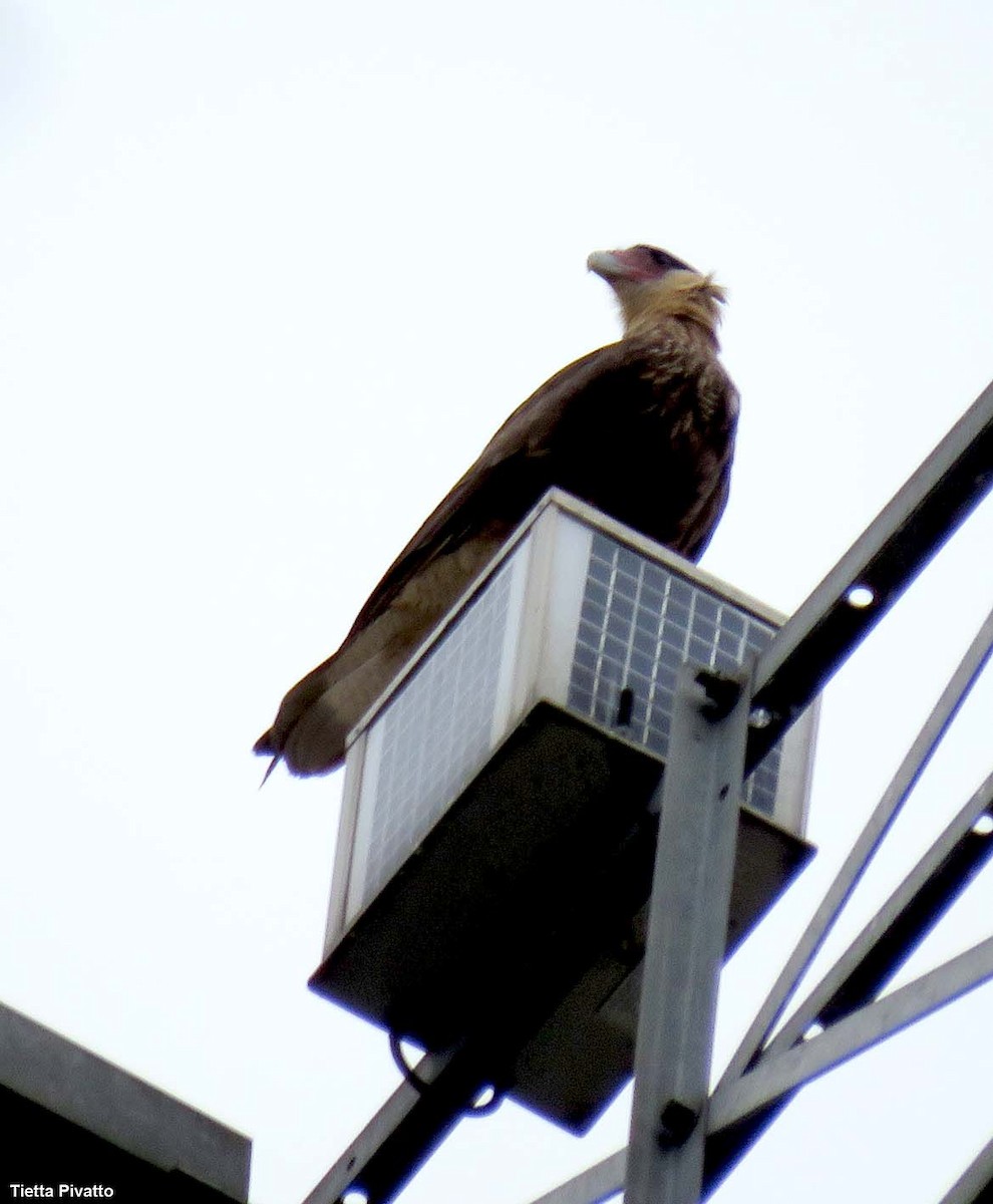 Crested Caracara (Southern) - ML641561790