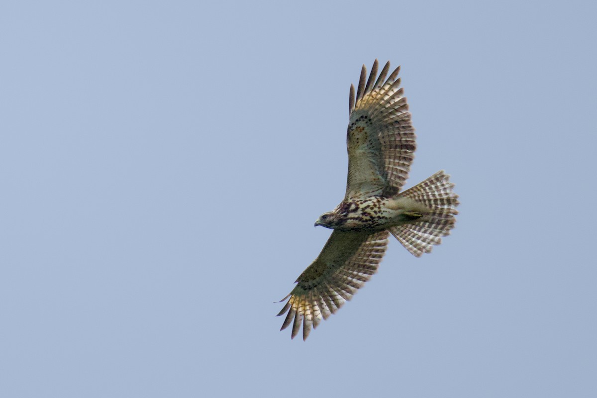 Red-shouldered Hawk - ML641561817