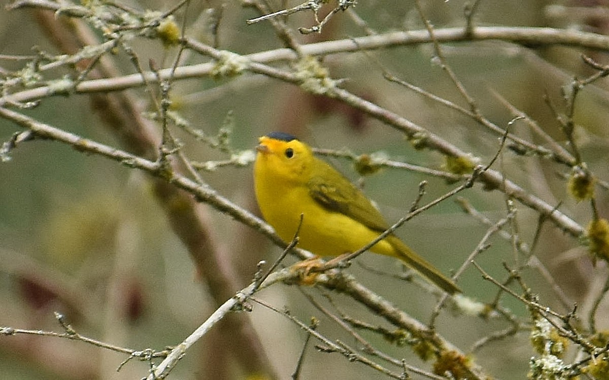 Wilson's Warbler (chryseola) - ML641561818