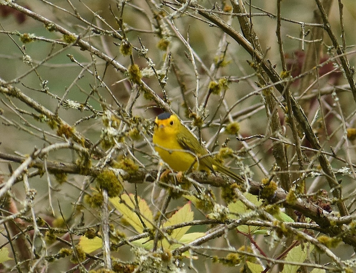 Wilson's Warbler (chryseola) - ML641561819