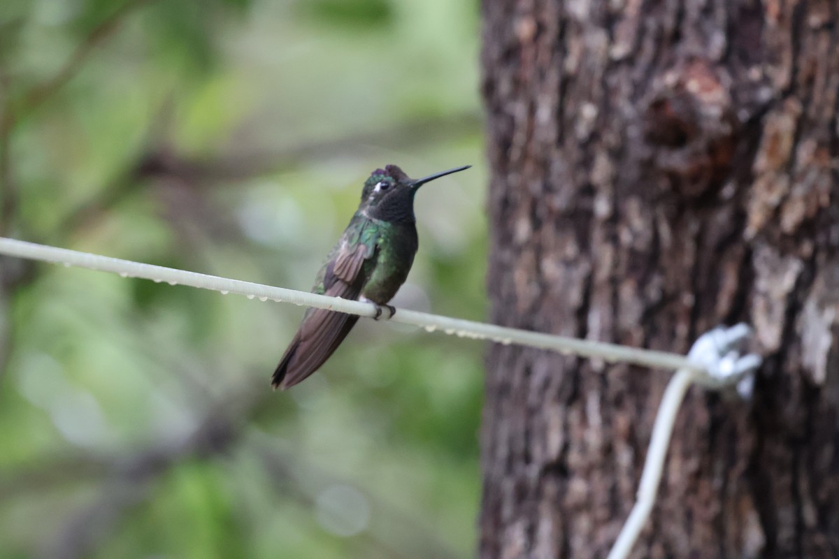 Rivoli's Hummingbird - ML641561871