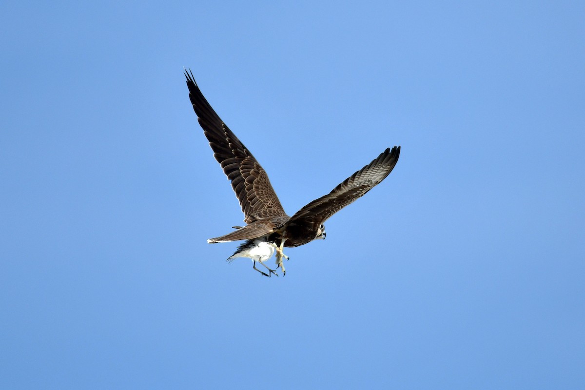 Falco laggar - ML641561872