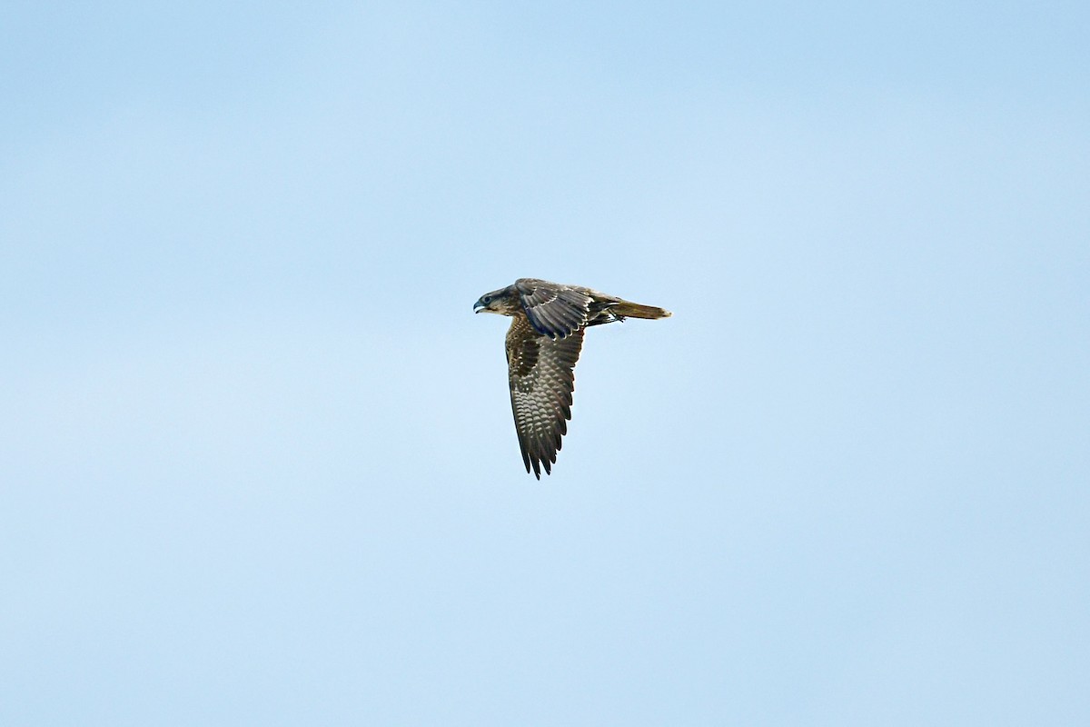 Falco laggar - ML641561890