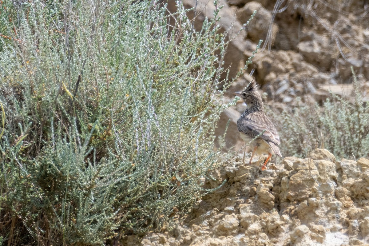 Thekla's Lark - ML641561918