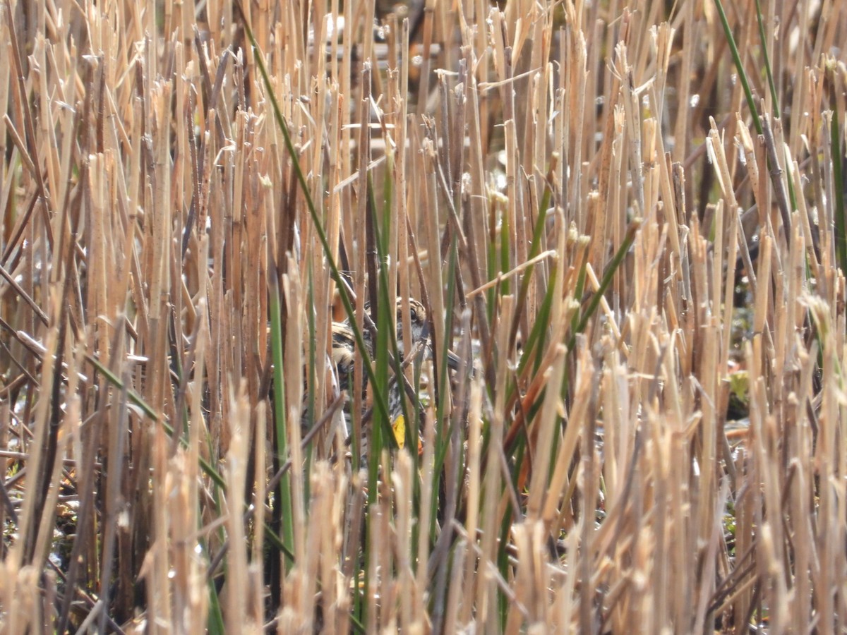 Jack Snipe - ML641561934
