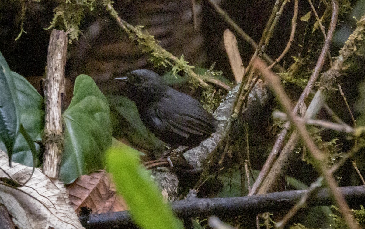Blackish Tapaculo - ML641561941