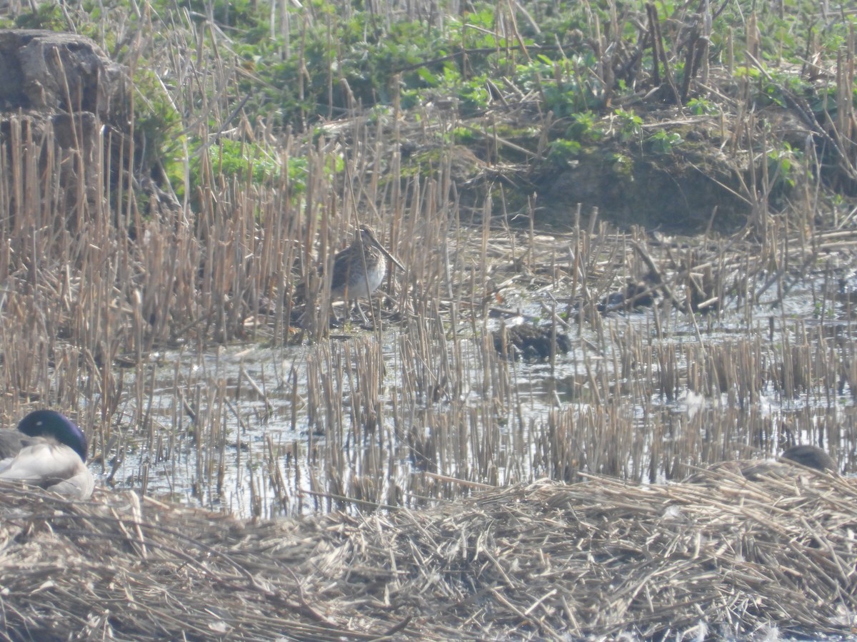 Common Snipe - ML641561945