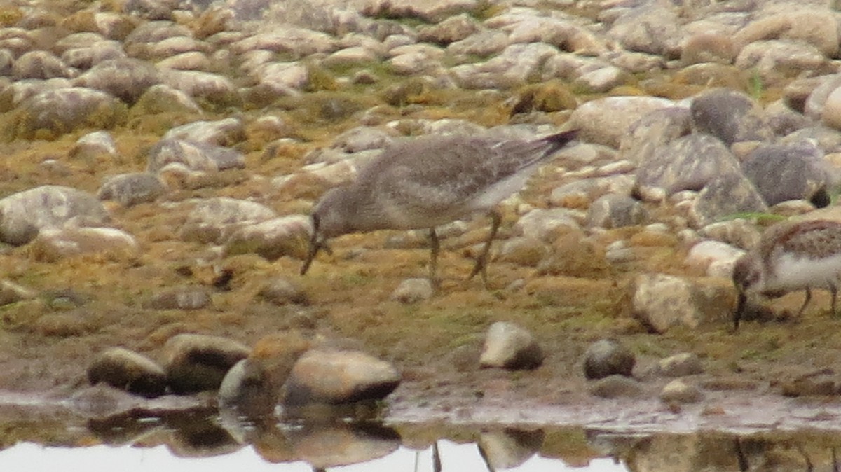 Red Knot - ML641561946