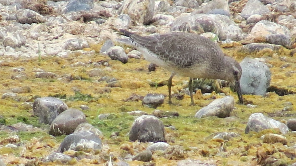 Red Knot - ML641561947