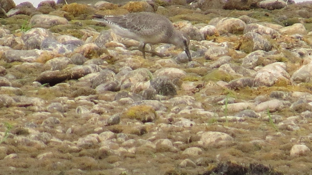 Red Knot - ML641561948