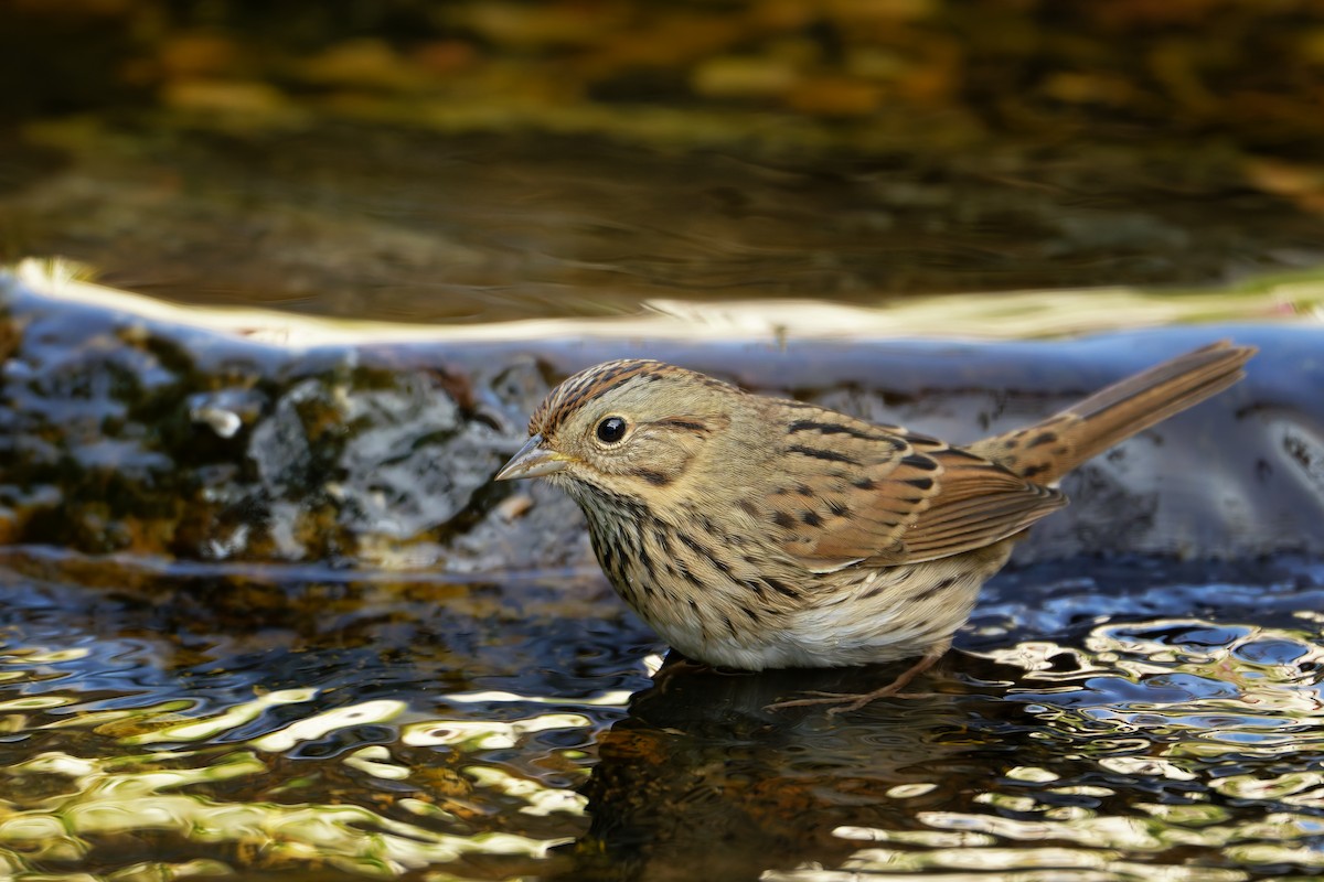 Lincoln's Sparrow - ML641561991