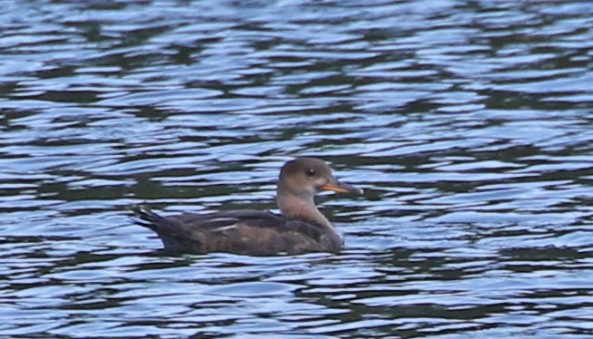Hooded Merganser - ML641561996