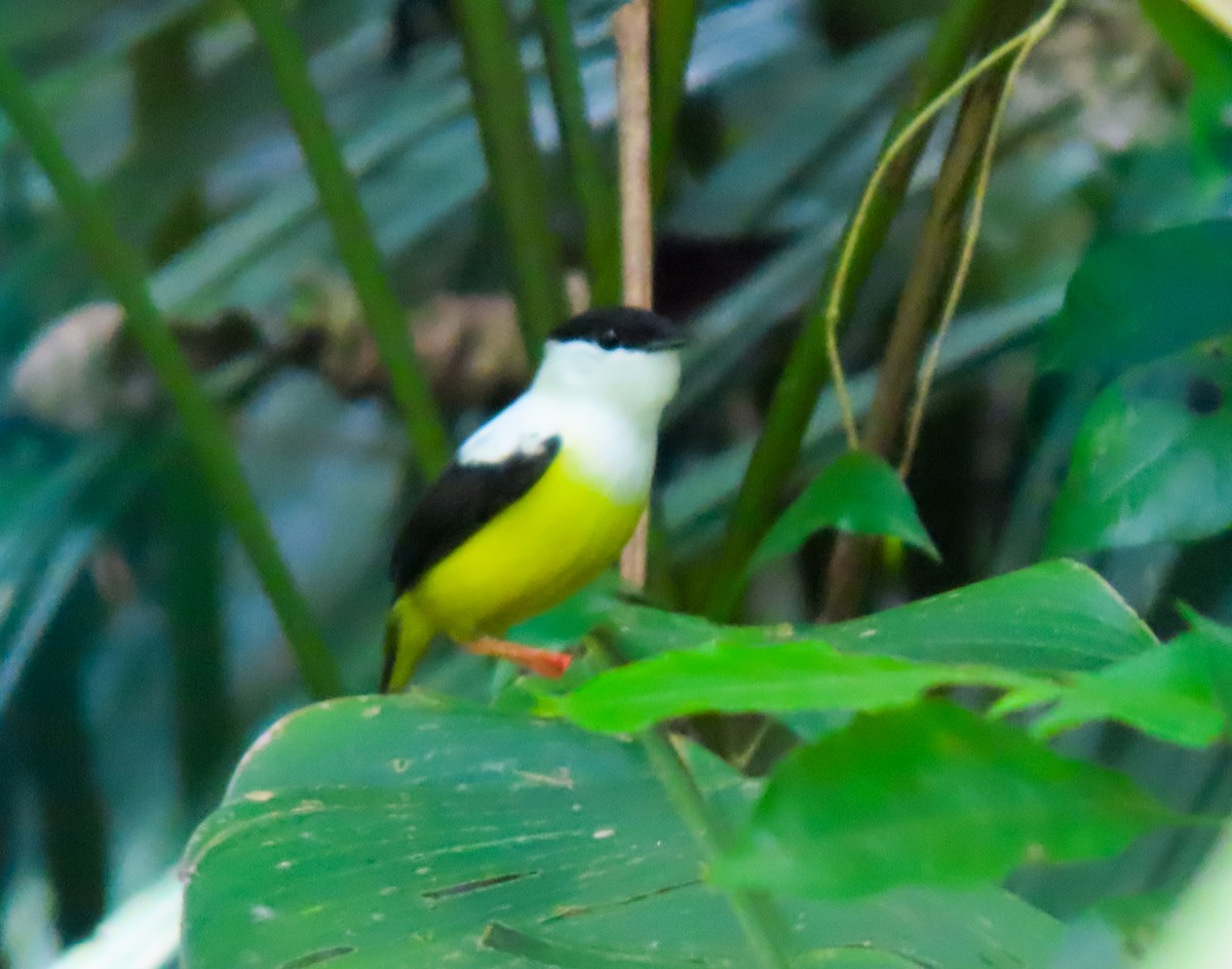 White-collared Manakin - ML641562008