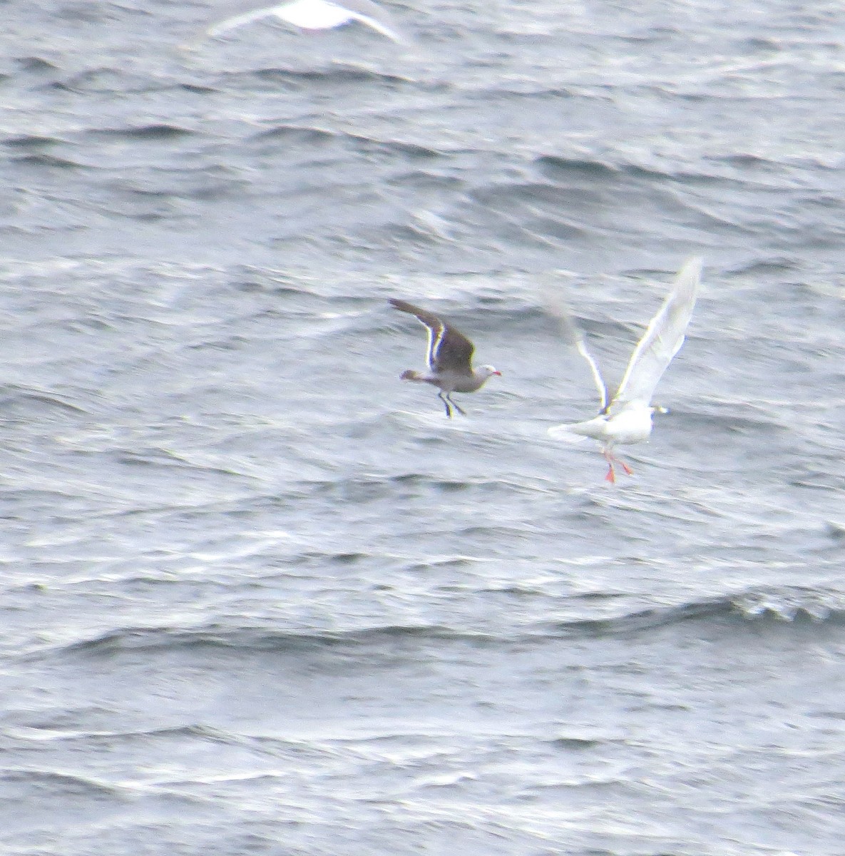 Gaviota Mexicana - ML64156201