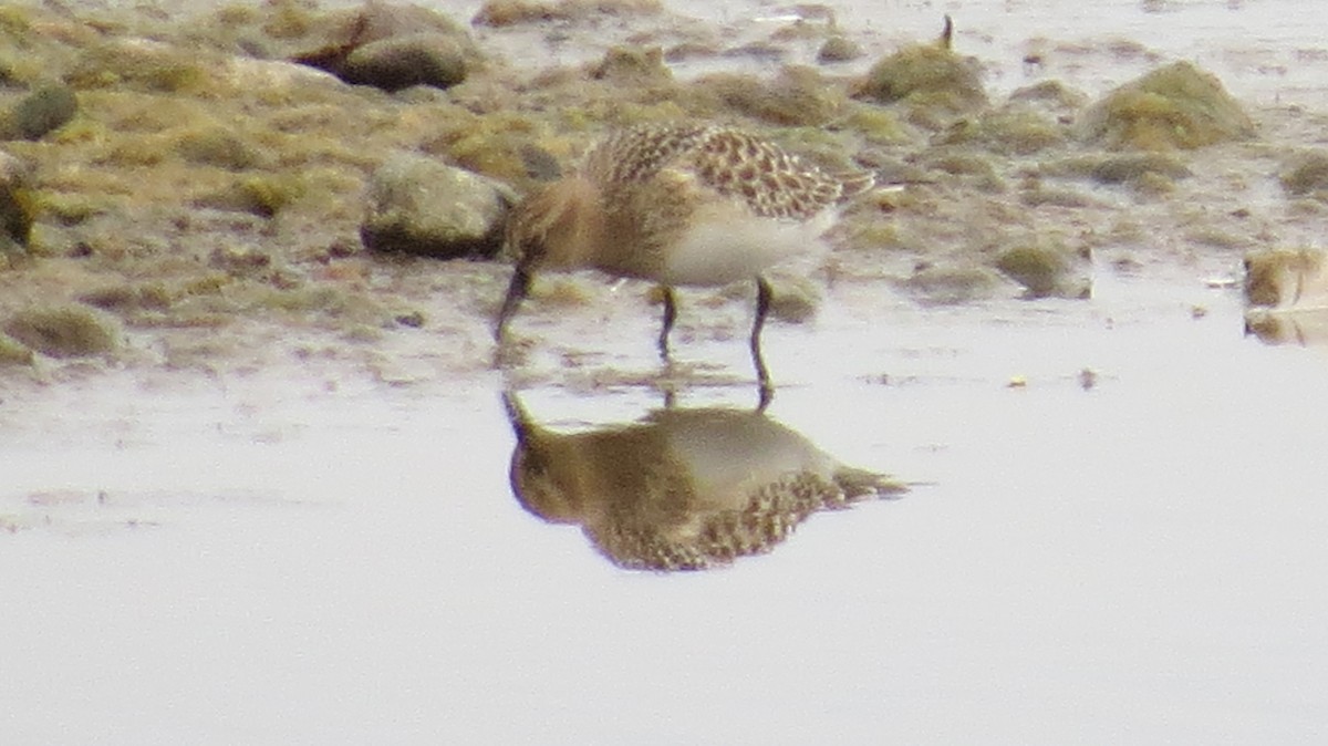 Baird's Sandpiper - ML641562015