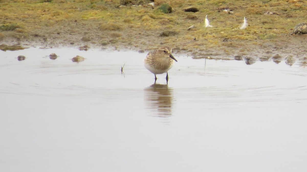 Baird's Sandpiper - ML641562016