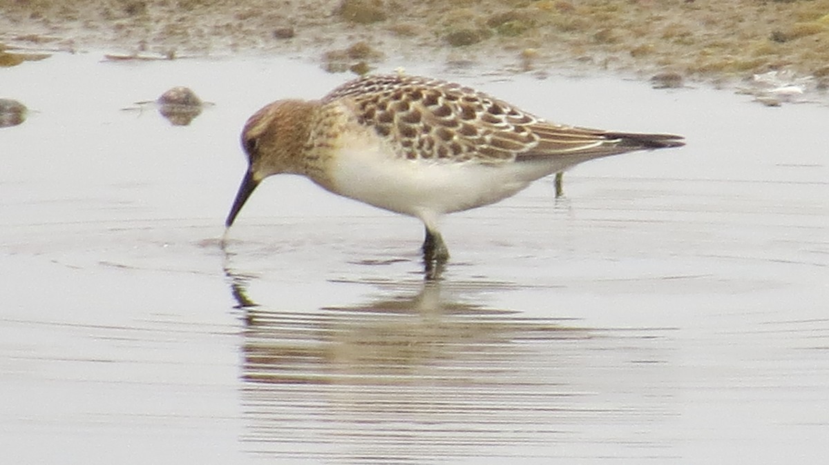 Baird's Sandpiper - ML641562017