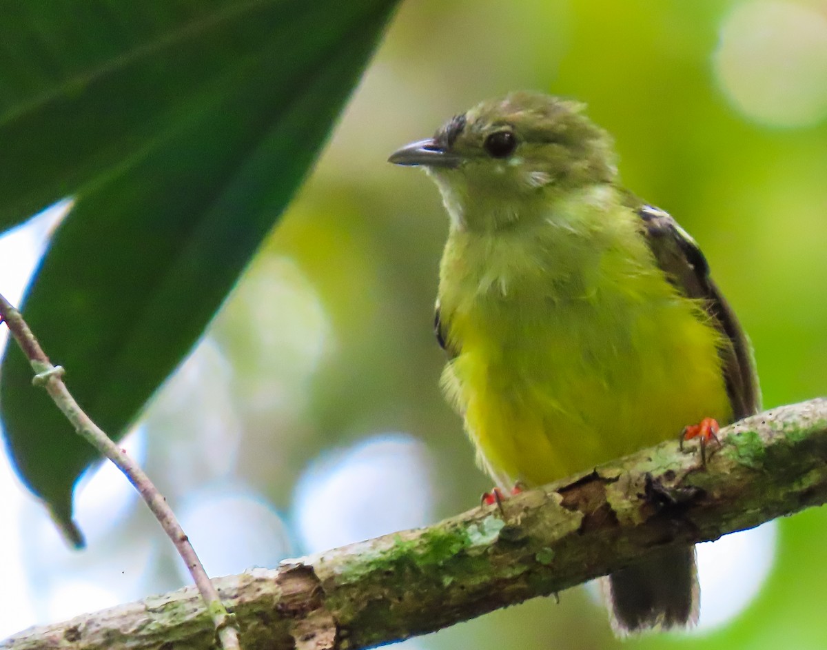 White-collared Manakin - ML641562024