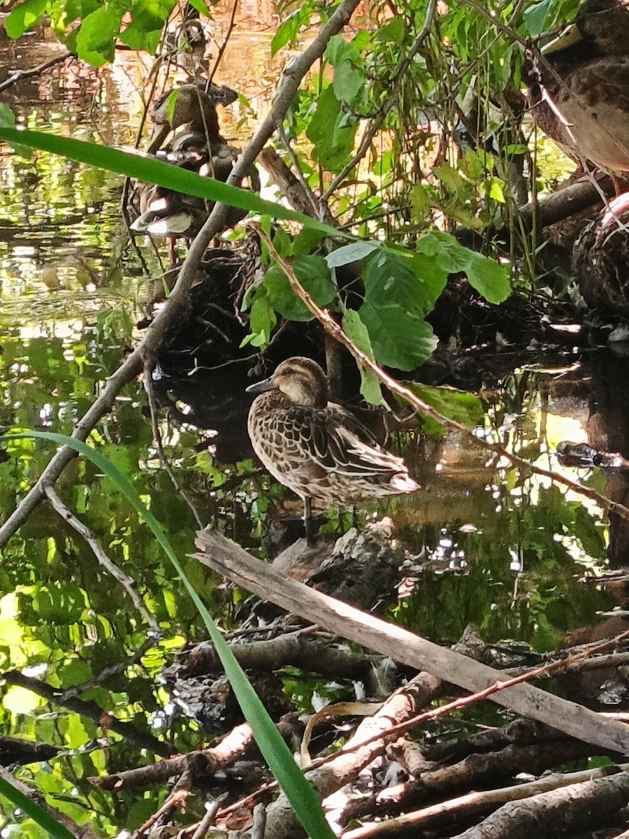 Garganey - ML641562041