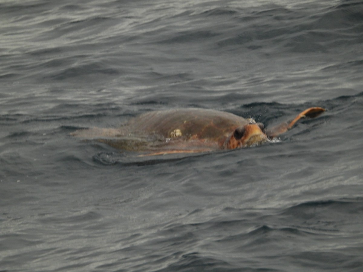 Loggerhead Sea Turtle - ML641562057