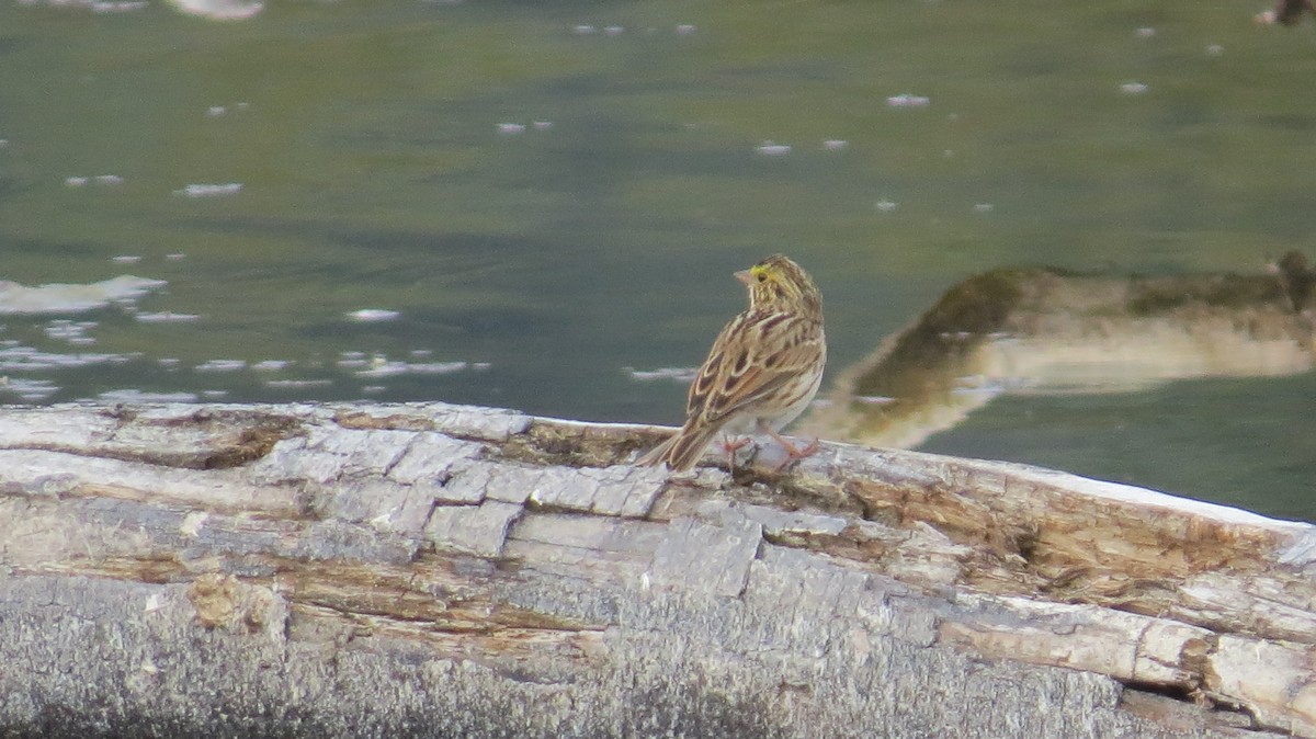 Savannah Sparrow - ML641562069