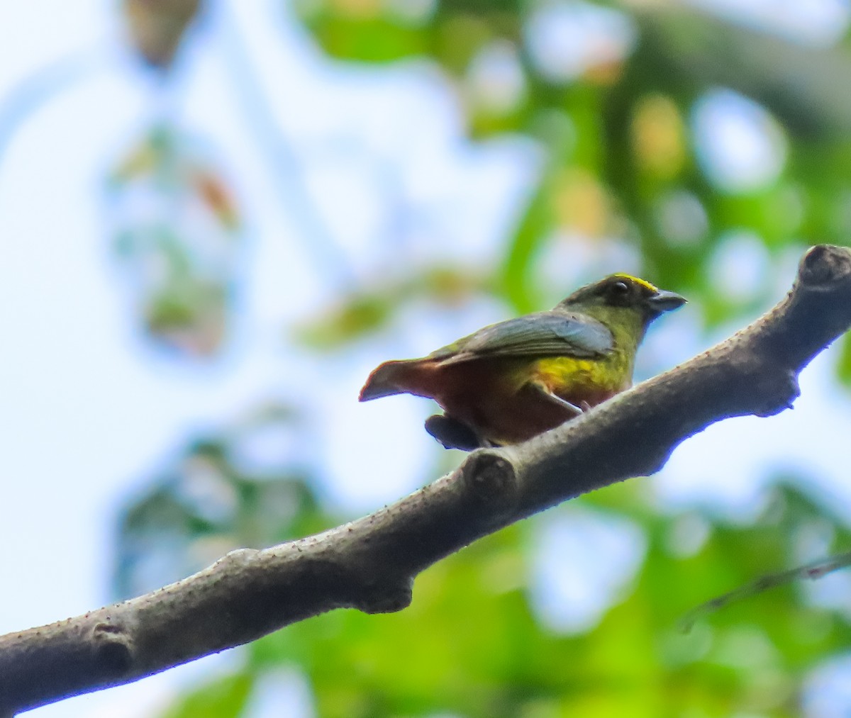 Olive-backed Euphonia - ML641562082