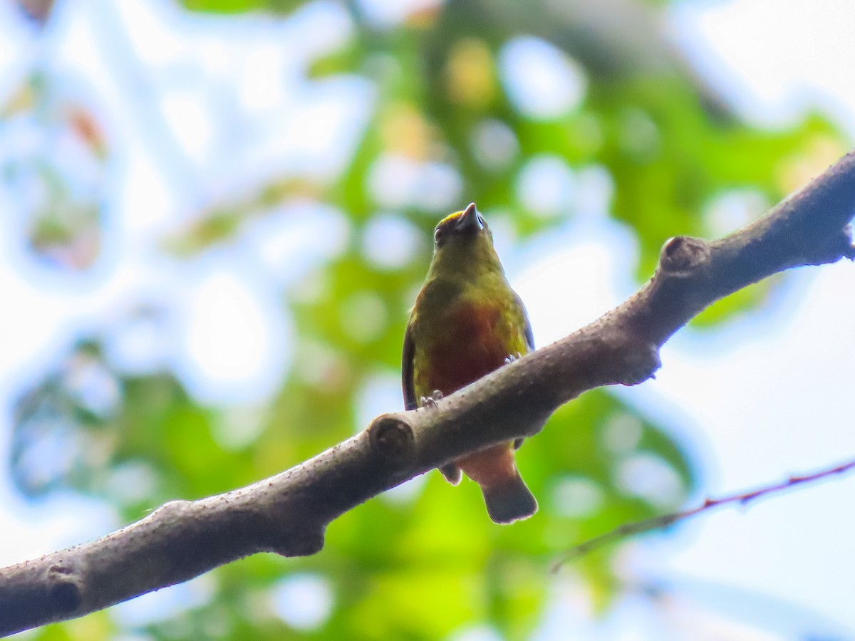 Olive-backed Euphonia - ML641562083