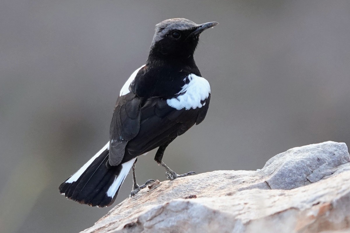 Mountain Chat - ML641562087