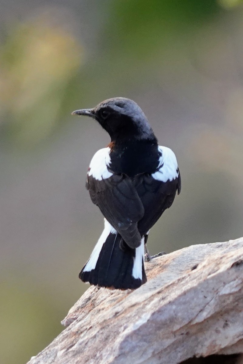Mountain Chat - ML641562088