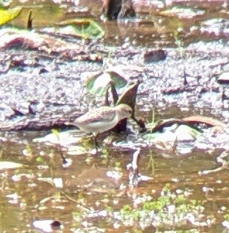 Baird's Sandpiper - ML641562091