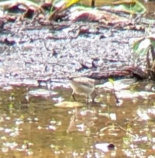 Baird's Sandpiper - ML641562092