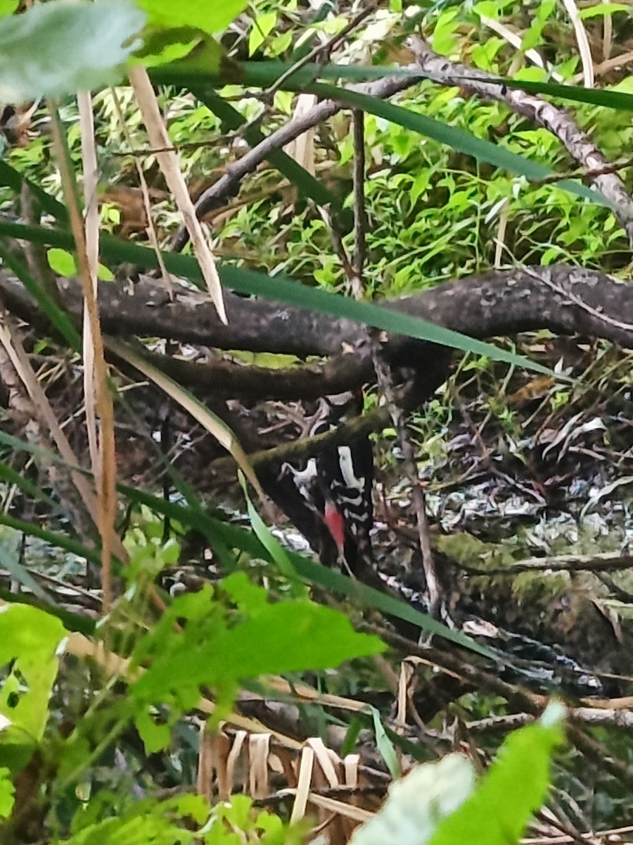 Great Spotted Woodpecker - ML641562099