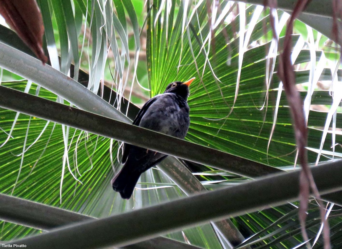Yellow-legged Thrush - ML641562165
