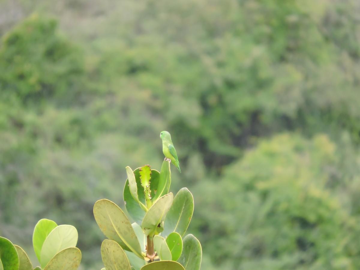 Spectacled Parrotlet - ML641562179