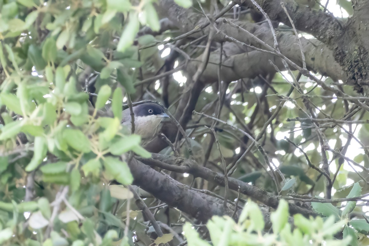 Western Orphean Warbler - ML641562196