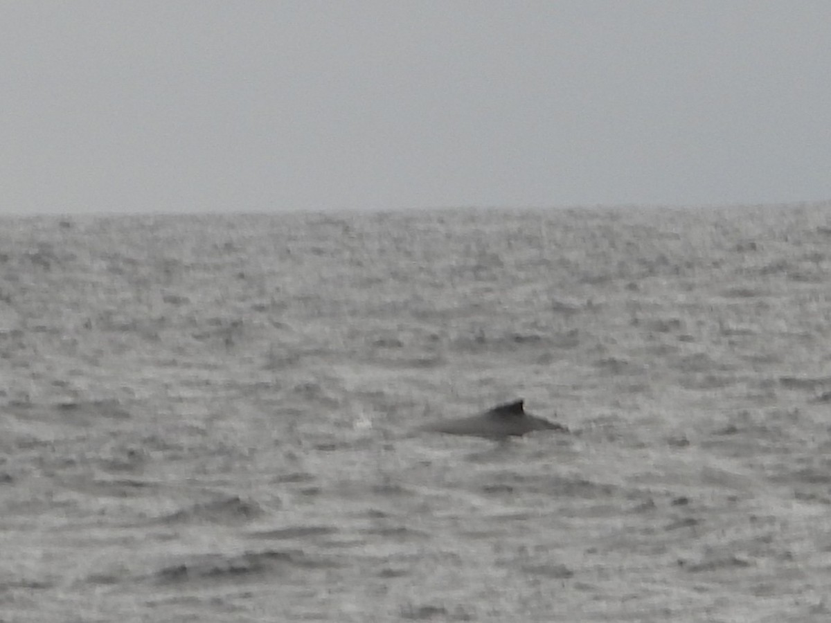 Southern Humpback Whale - ML641562225