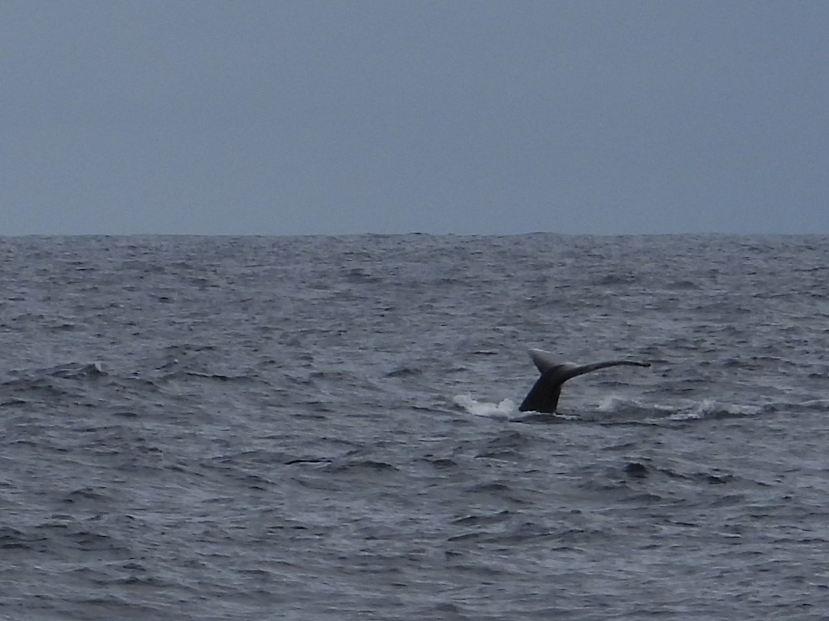 Southern Humpback Whale - ML641562226
