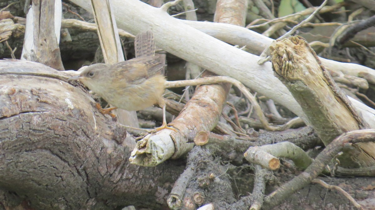 Marsh Wren - ML641562237