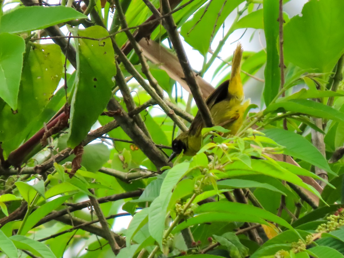 Olive-crowned Yellowthroat - ML641562252